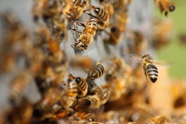 Comment les abeilles solitaires participent-elles à la pollinisation des cultures agricoles?